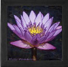 Water Lily Tile Box