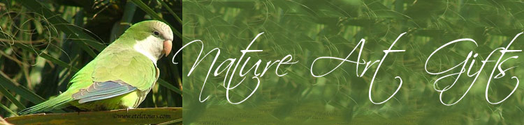 parrot header for Nature Art Gifts
